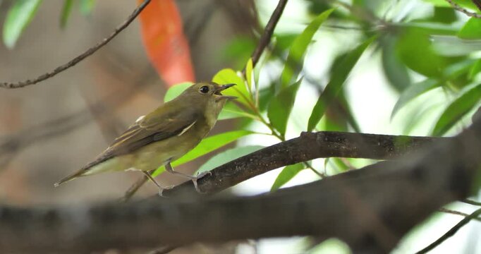 female bird of narcissus flycatcher get big grub for meal in a park