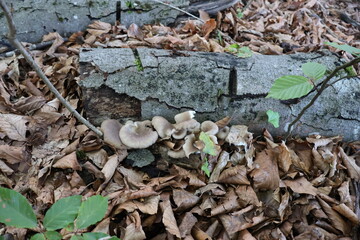 Fototapeta premium Pale oyster mushrooms among fallen leaves (Pleurotus pulmonarius)