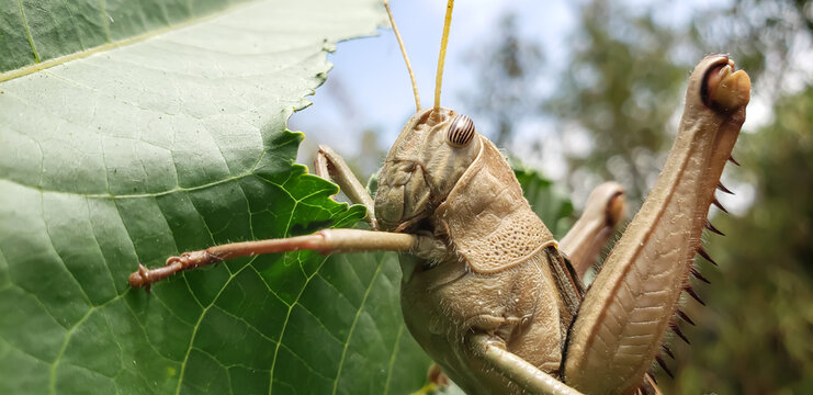 Extreme macro close up of a brown grasshopper head and eye resting on a leaf outdoors view(4)
reeds in the water