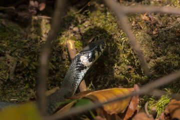 Na leśnym runie widoczny jest zaskroniec zwyczajny (Natrix natrix), częściowo ukryty wśród opadłych liści i gałęzi. Jego czarne i oliwkowe łuski odbijają światło słoneczne przenikające przez korony  © Grzegorz