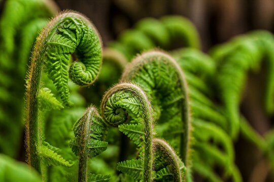 Fern fiddleheads unfurling in forest undergrowth close up