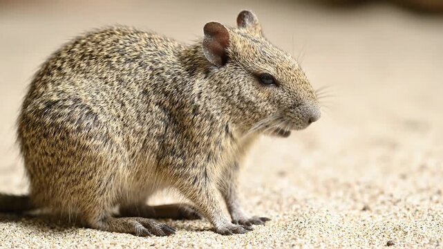 Southern mountain cavy sitting on sandy ground in a natural habitat