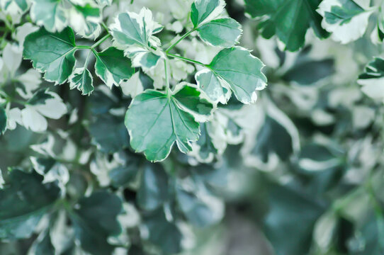 Ming Aralia, Polyscias sp or ARALIACEAE or  Celere leaved panax or Garudas claws or Polyscias guilfoylei or Quinquefolia or white and green leaf