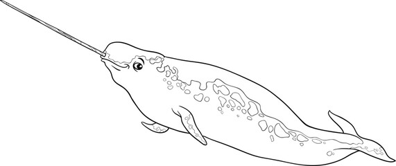 cartoon narwhal sea mammal animal character coloring book © Igor Zakowski