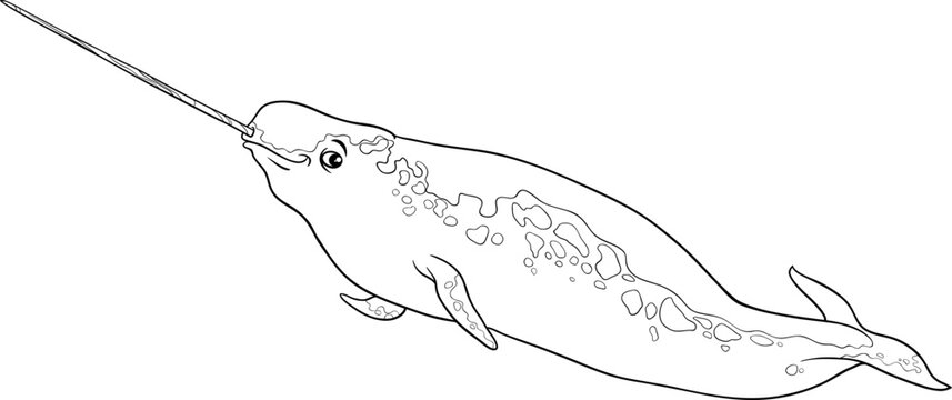 cartoon narwhal sea mammal animal character coloring book
