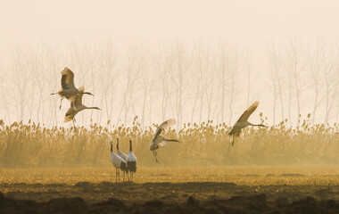 Obraz premium A flock of red-crowned cranes (Grus japonensis) gather, forage and fly over coastal wetlands at the Jiangsu Yancheng Wetland Rare Birds National Nature Reserve in Yancheng, Jiangsu Province, China.