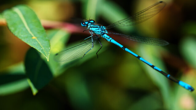 Fliegende blaue Azurjungfer Libelle Ansicht von hinten