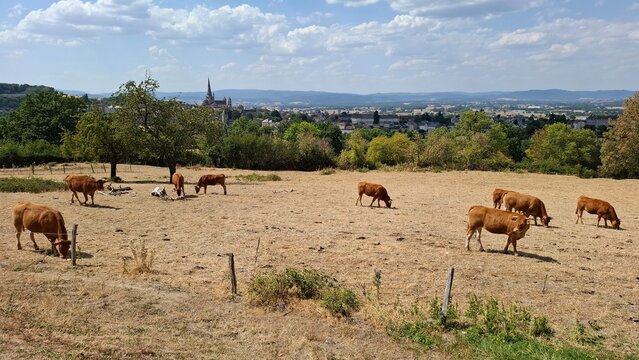 Vaches limousines dans une prairie sur les hauteurs d'Autun (Bourgogne, France) pendant la s&eacute;cheresse et la canicule