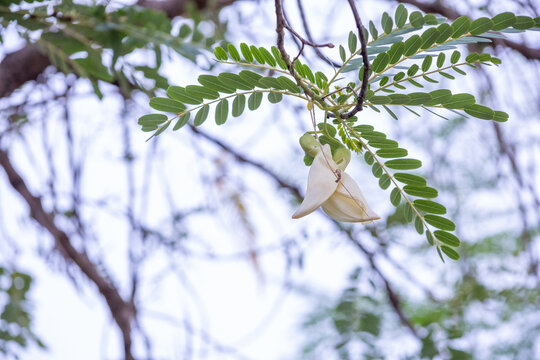 Delicate white Vegetable Hummingbird (Sesbania grandiflora) flower hanging from green pinnate foliage in soft natural daylight