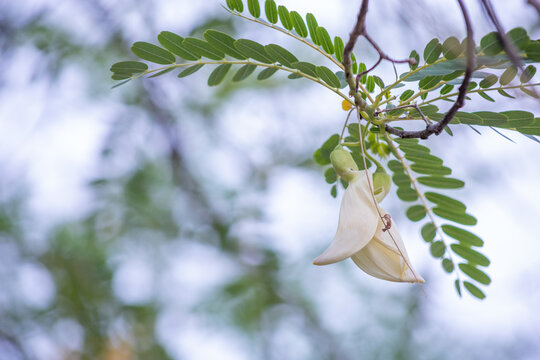 Delicate white Vegetable Hummingbird (Sesbania grandiflora) flower hanging from green pinnate foliage in soft natural daylight