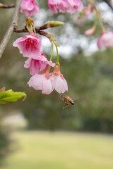 Vertical motion capture of a honeybee flying toward blooming pink sakura blossoms on a branch © Adrian Mena