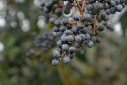 Horizontal close-up view of abundant dark wild berries dangling from delicate twigs in soft daylight