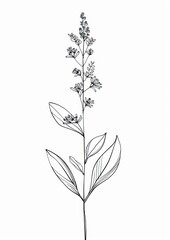 Obraz premium Minimal line art Hand drawn a wildflower for logo illustrated drawing blossom.