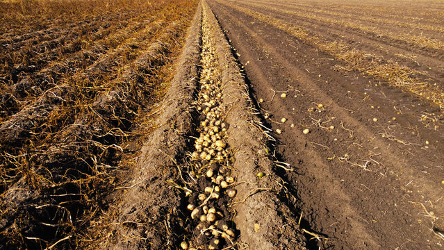 Freshly Harvested Potatoes Lying in Windrow Field Furrow
