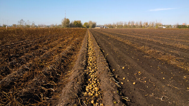 Freshly Harvested Potatoes Lying in Windrow Field Furrow