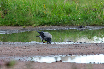 Obraz premium Hooded crow Corvus cornix walks in a mud water puddle looking for food on a grass background. Side view photo of a grey wild bird foraging and hunting for prey in a city park lawn, urban wildlife. 