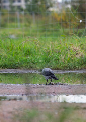 Obraz premium Hooded crow Corvus cornix walks in a mud water puddle looking for food on a grass background. Side view photo of a grey wild bird foraging and hunting for prey in a city park lawn, urban wildlife. 