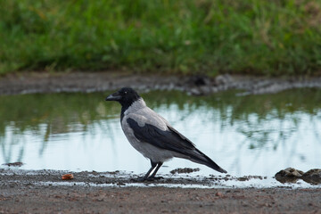 Obraz premium Hooded crow Corvus cornix walks on a wet dirt road between water puddles in a city park. Side view of a grey and black wild bird foraging outdoors, urban wildlife animal behavior. 