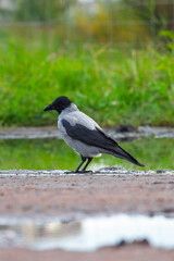 Obraz premium Hooded crow Corvus cornix walks on a wet dirt road between water puddles in a city park. Side view of a grey and black wild bird foraging outdoors, urban wildlife animal behavior. 
