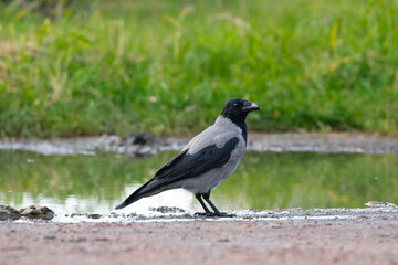 Obraz premium Hooded crow Corvus cornix walks on a wet dirt road between water puddles in a city park. Side view of a grey and black wild bird foraging outdoors, urban wildlife animal behavior. 