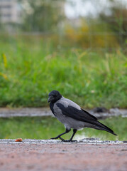 Obraz premium Wild hooded crow bird Corvus cornix standing near a water puddle on the ground. European smart grey and black raven lookalike reflecting in a clear puddle mirror surface outdoors. Wildlife animal. 
