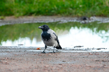 Obraz premium Hooded crow Corvus cornix walks on a wet dirt road between water puddles in a city park. Side view of a grey and black wild bird foraging outdoors, urban wildlife animal behavior. 