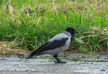 Obraz premium Hooded crow Corvus cornix walks in a mud water puddle looking for food on a grass background. Side view photo of a grey wild bird foraging and hunting for prey in a city park lawn, urban wildlife. 