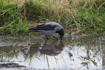 Obraz premium Hooded crow Corvus cornix walks in a mud water puddle looking for food on a grass background. Side view photo of a grey wild bird foraging and hunting for prey in a city park lawn, urban wildlife. 