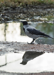 Obraz premium Hooded crow Corvus cornix stands on a dirt road between water puddles with a clear symmetrical mirror reflection. Side view of a grey wild bird in a city park, urban wildlife behavior, intelligent. 