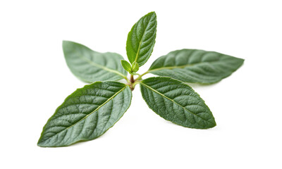 Fototapeta premium Leaves plant nature Fresh green leaves isolated on a transparent background for ecological and organic growth concepts