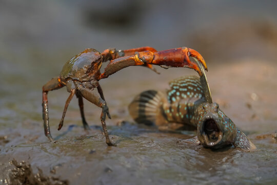 Crab Fighting with a Mudskipper on a Mangrove Mudflat