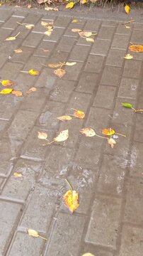 raindrops hitting wet paving tiles with fallen autumn leaves, illustrating damp weather, moisture, rainy conditions and the arrival of colder weather.