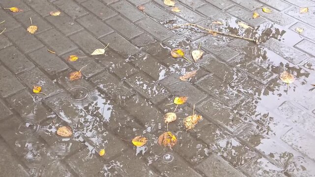Raindrops falling onto wet city pavement covered with autumn leaves, representing rainy autumn weather, cooling temperatures and seasonal change.