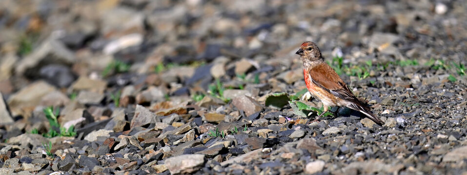 Bluth&auml;nfling - M&auml;nnchen // Common linnet - male (Linaria cannabina)