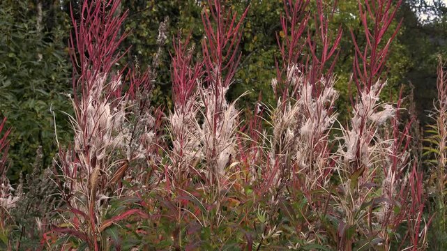 Fireweed in the wind