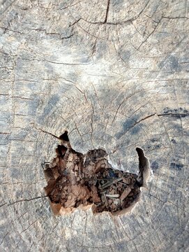 An old, felled tree stump with a naturally hollow center that is now filled with fertile soil. This asset is perfect for environmental themes, natural life cycles, organic decay, and more. 