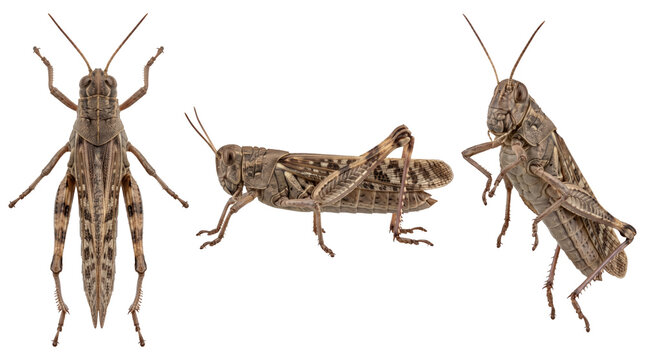 Migratory Locust Insect
