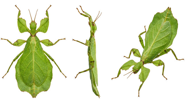 Green Leaf Insect