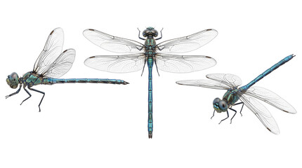 Blue Dragonfly Insect © Reacstor
