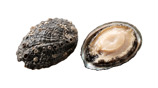Isolated Fresh Japanese Abalone Awabi Shellfish Delicacy with Textured Dark Shell on White Background