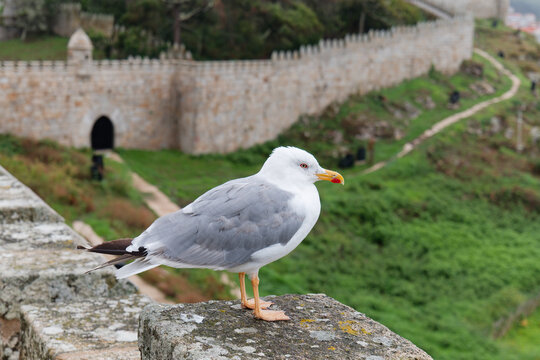 Seagull Perched on Historic Stone Fortress Wall