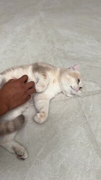 Cute happy british shorthair cat lying upside down floor enjoying gentle hand stroke showing affection relaxed playful mood owner pet stomach content animal companion indoor home domestic feline