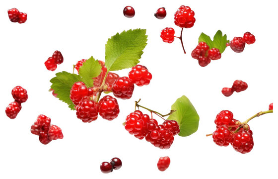 PNG Photo of flying berry fruits raspberry plant food.
