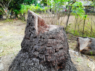 Rugged tree stump stands tall in quiet forest clearing © Khafiatul