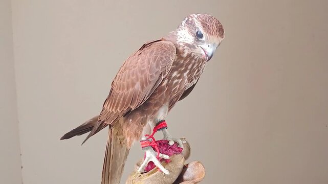 Falconer holding a trained Laggar Falcon on a leather glove, birds of prey falconry concept