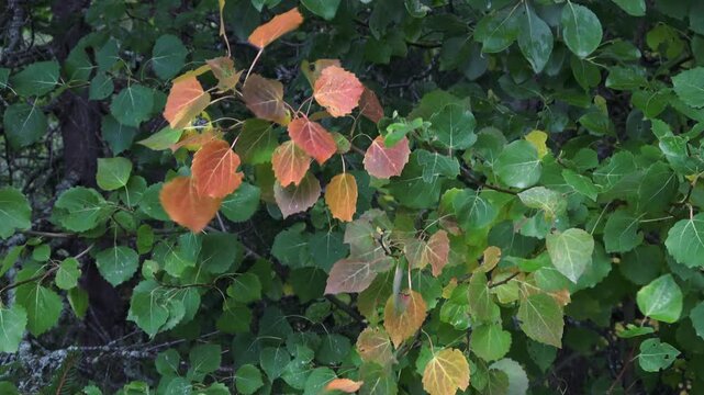 leaves on the tree