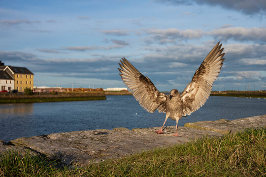 Sunset at The Long Walk of Galway, Ireland with Seagull