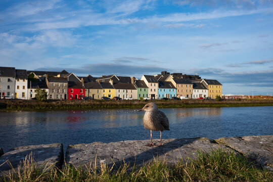 Sunset at The Long Walk of Galway, Ireland with Seagull
