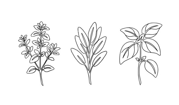 Modern line art culinary herbs vector with abstract green watercolor shapes