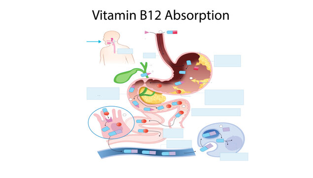 Vitamin B12 Absorption, Medical illustration showing the absorption pathway of vitamin B12 from the stomach to the ileum.